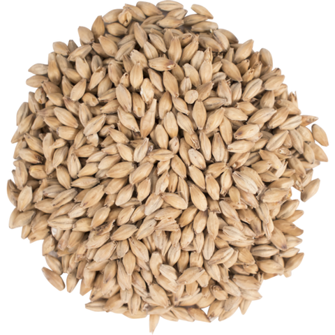 TF&S Golden Promise Pale Ale Malt – Premium British Barley Malt